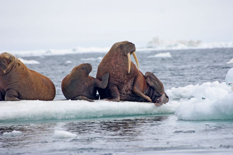 Walrus