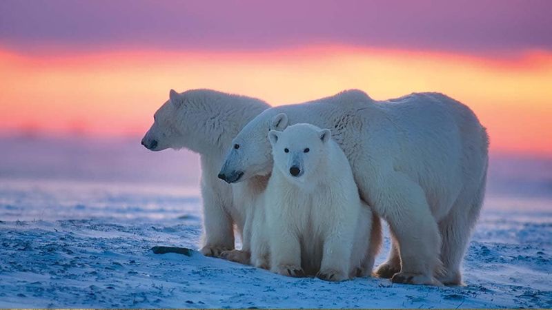 Wapusk National Park, Canada
