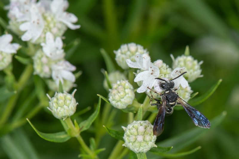 Wasps