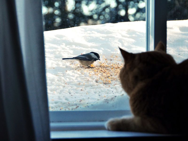 Watching Birds