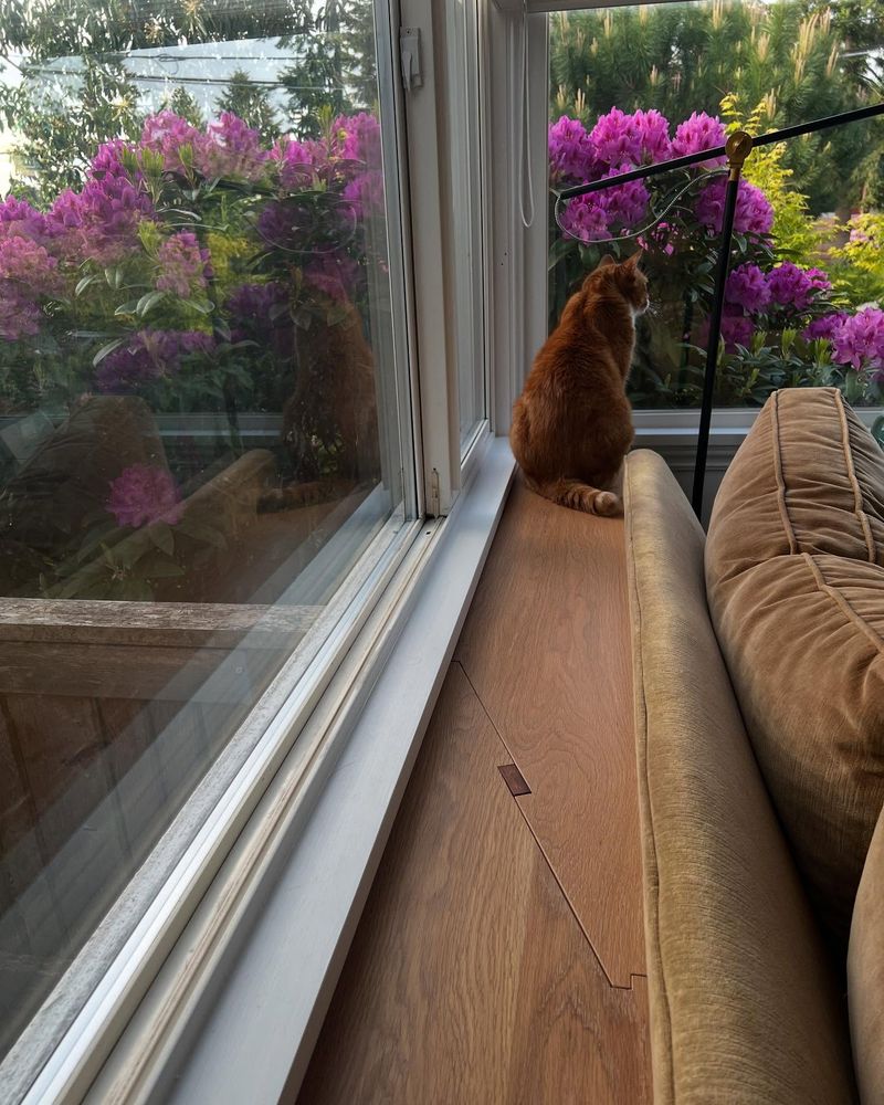 Watching from Afar