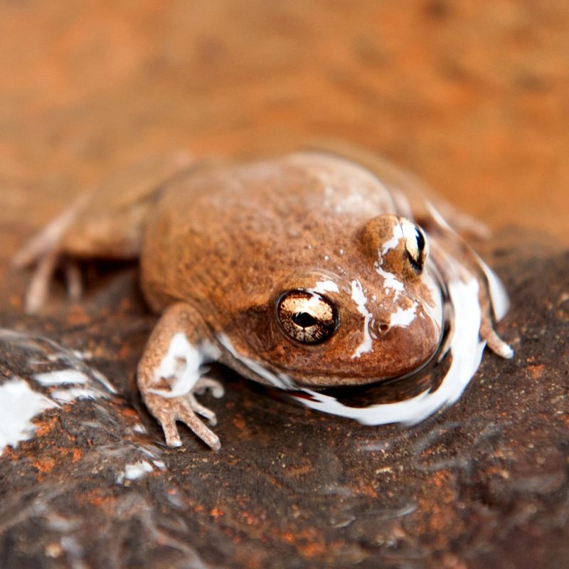 Water-Holding Frog
