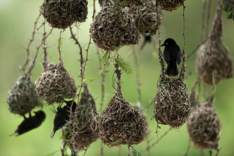 Weaver Bird