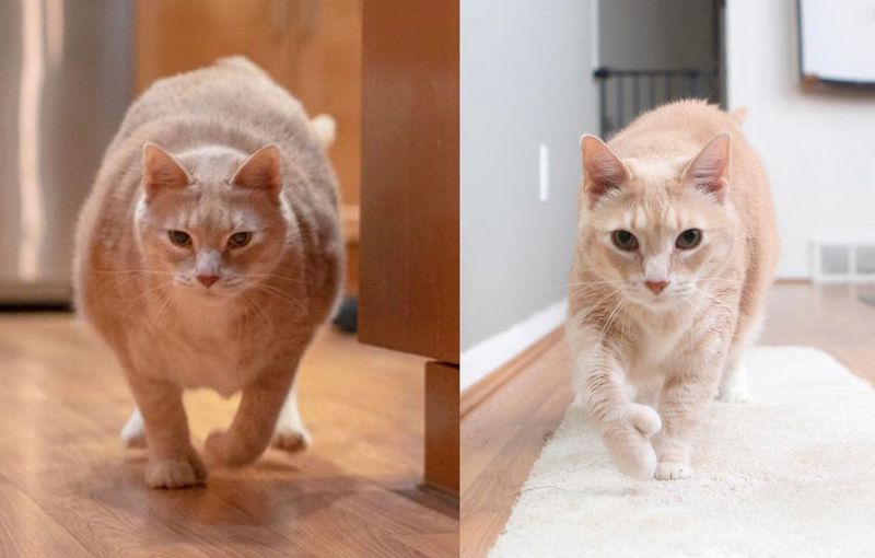 Weight Fluctuations