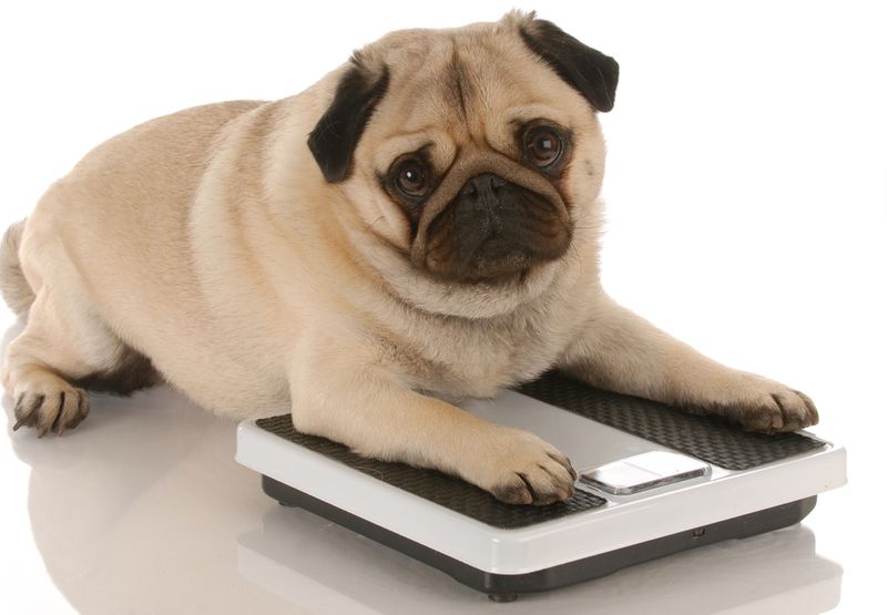 Weight Gain