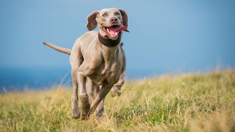 Weimaraner