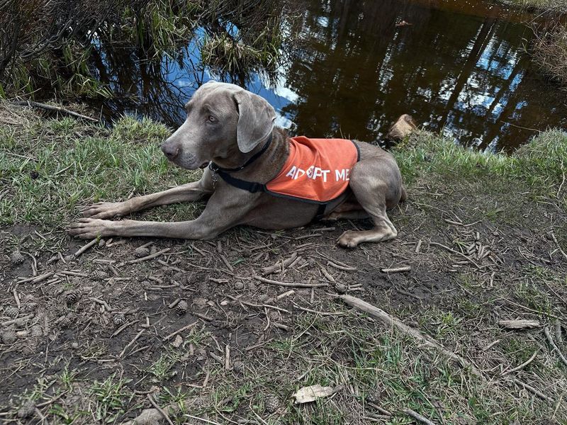 Weimaraner