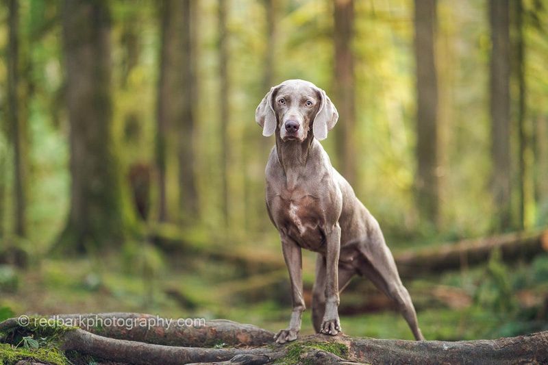 Weimaraner