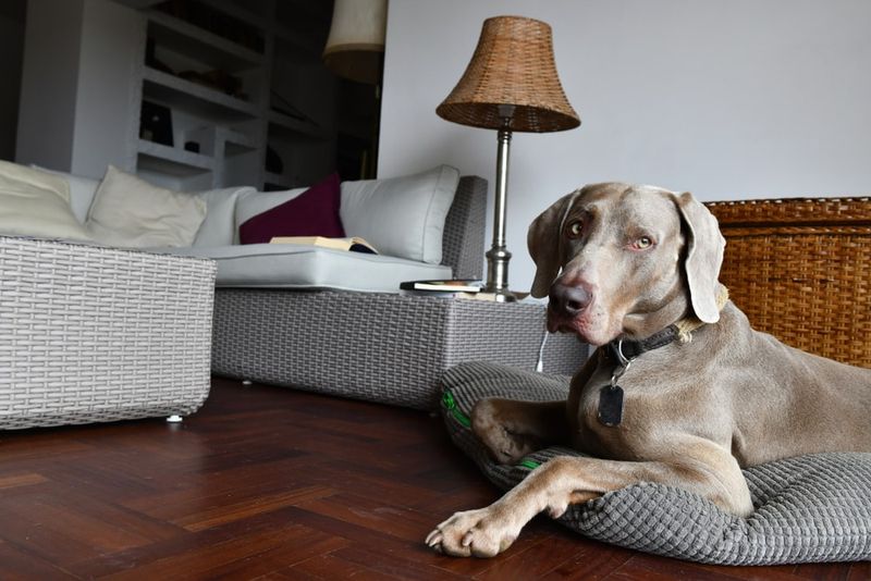 Weimaraner