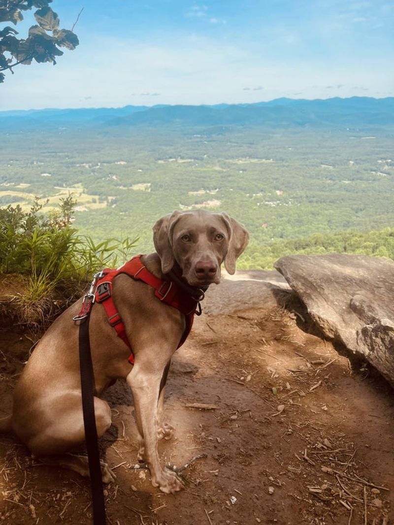 Weimaraner
