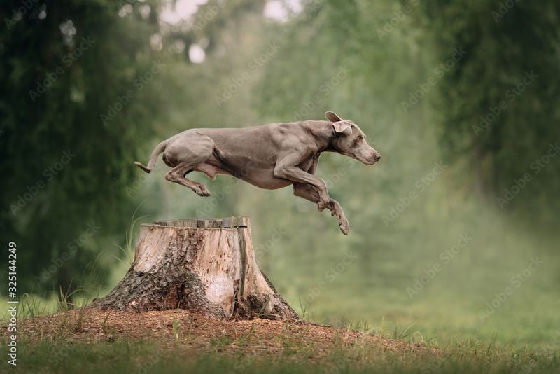 Weimaraner