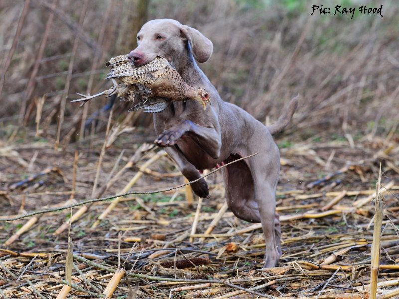 Weimaraner