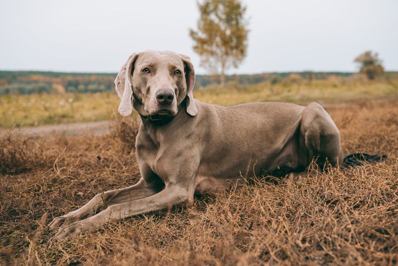 Weimaraner
