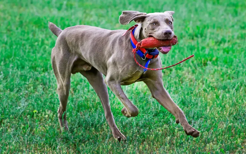 Weimaraner