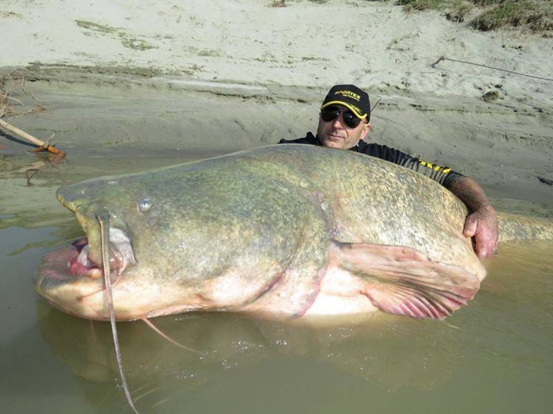Wels Catfish