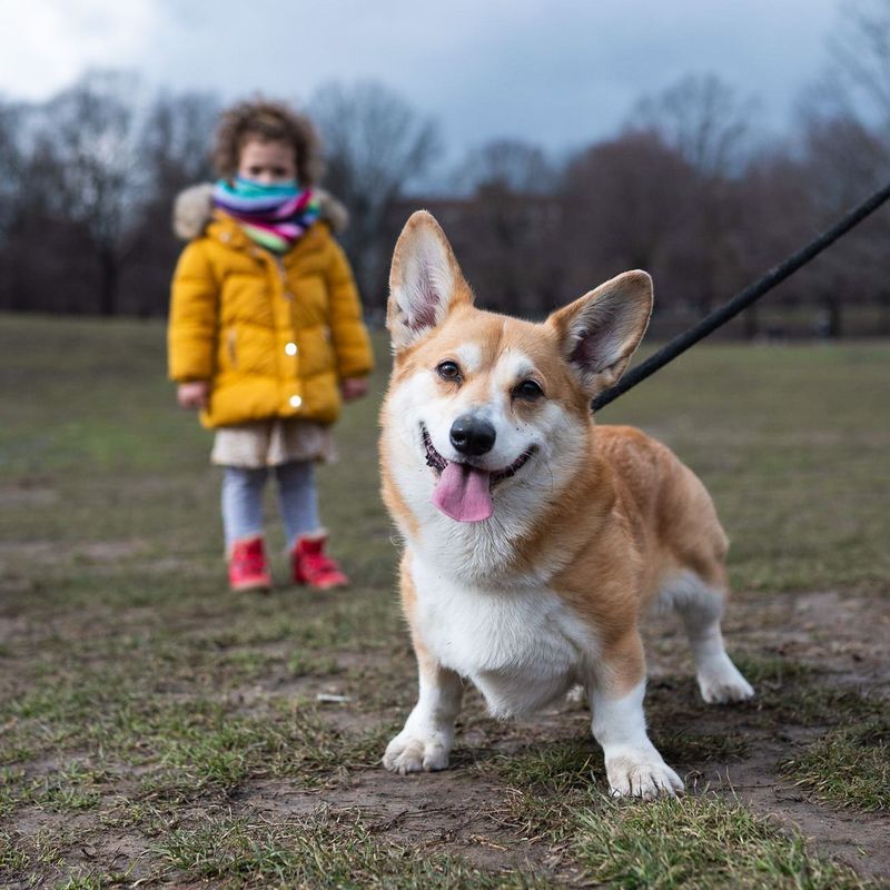 Welsh Corgi