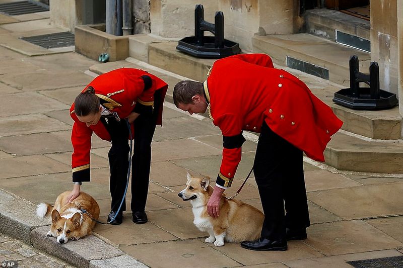 Welsh Corgi (Pembroke)