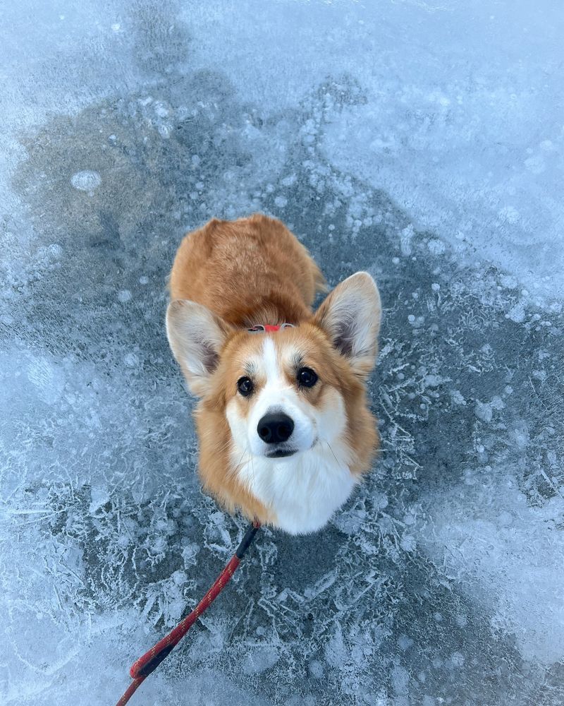 Welsh Corgi with Expressive Ears