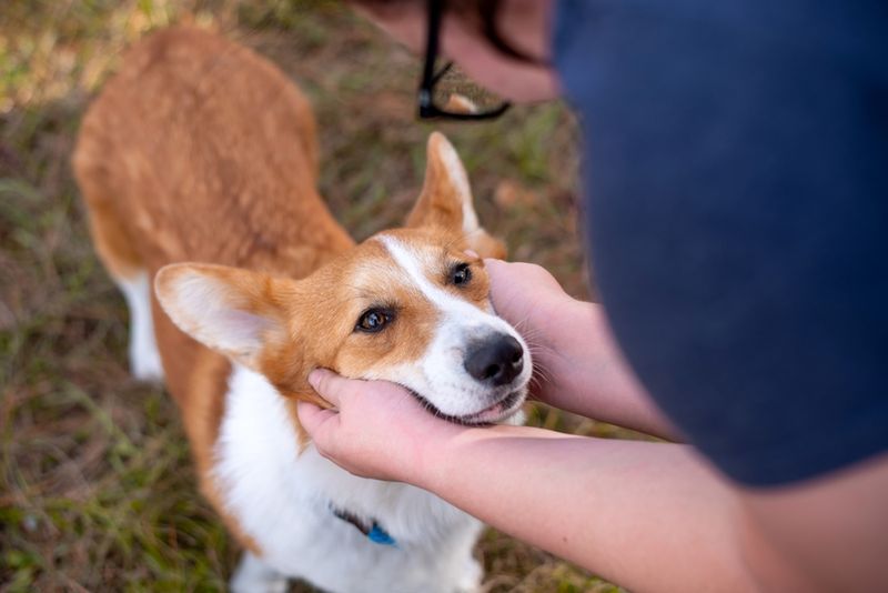 Welsh Corgi