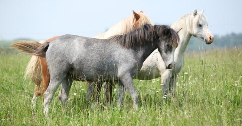 Welsh Pony