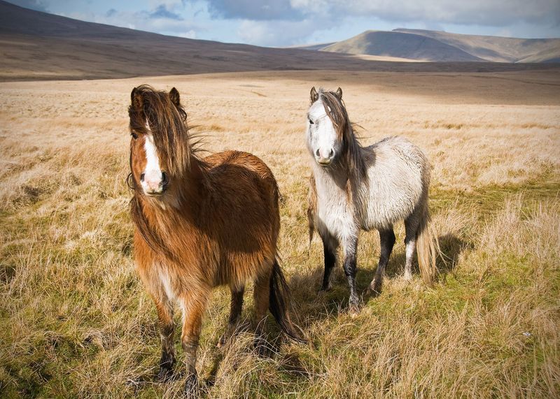 Welsh Pony