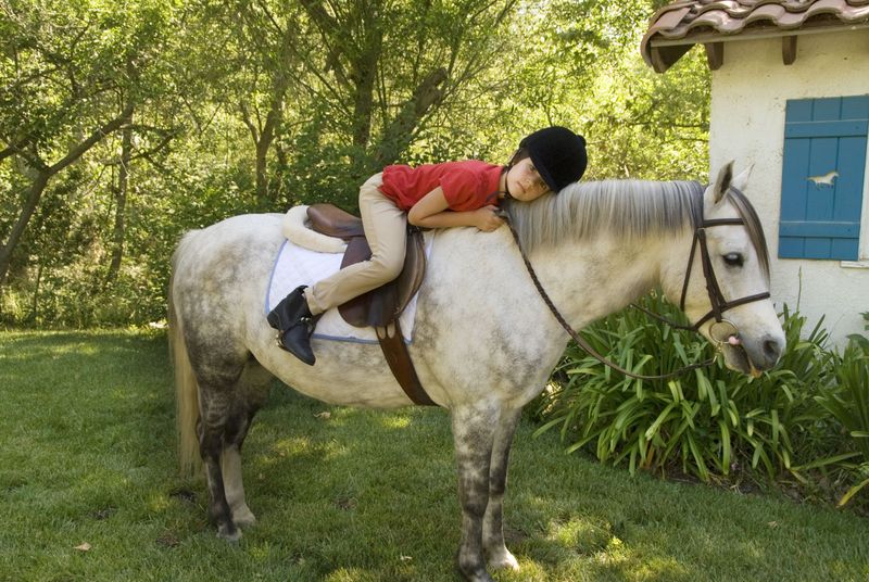 Welsh Pony