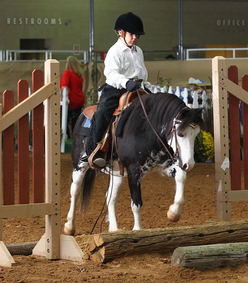Welsh Pony