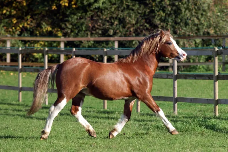 Welsh Pony