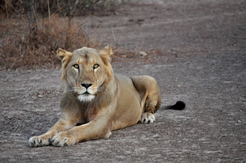 West African Lion