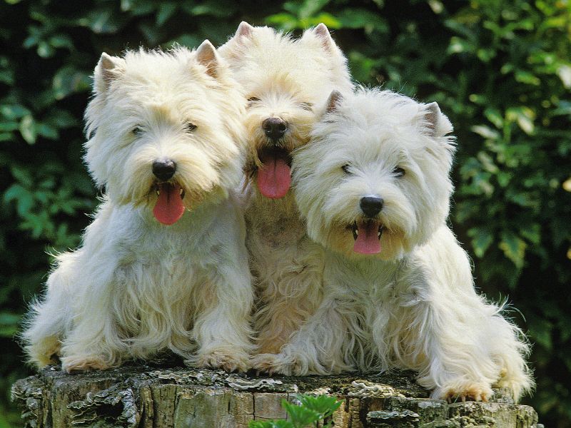 West Highland White Terrier