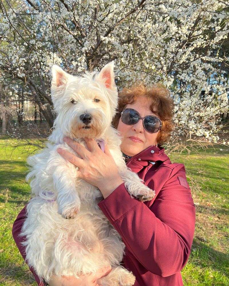 West Highland White Terrier