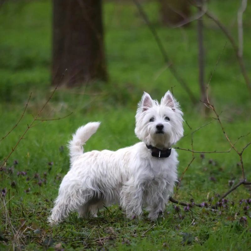 West Highland White Terrier with Expressive Ears