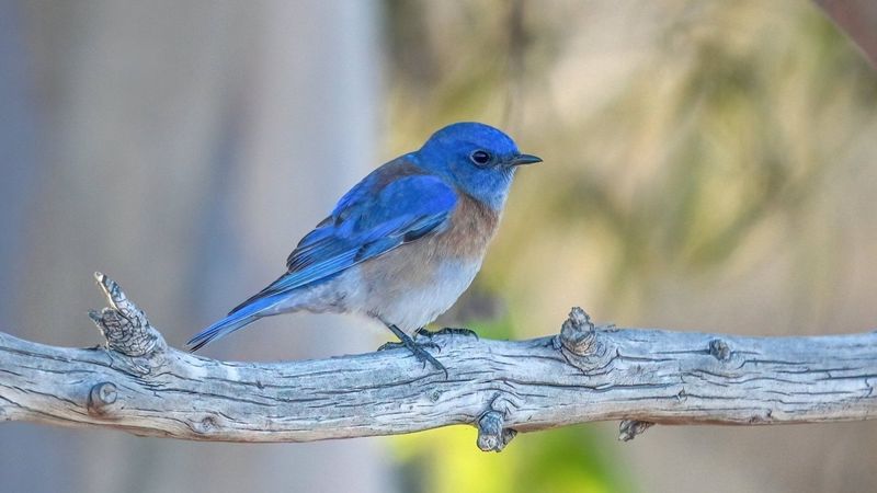 Western Bluebird