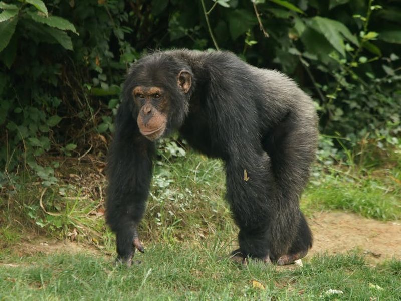 Western Chimpanzee