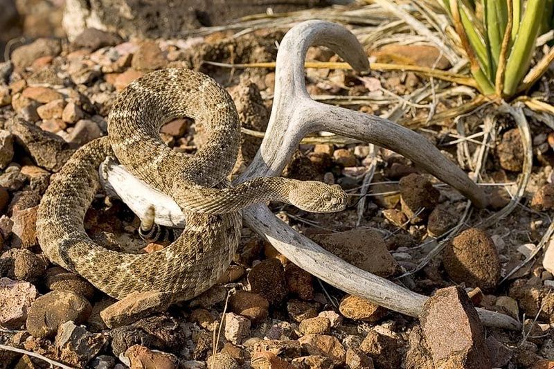 Western Diamondback Rattlesnake