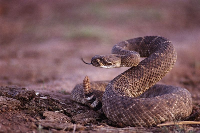 Western Diamondback Rattlesnake