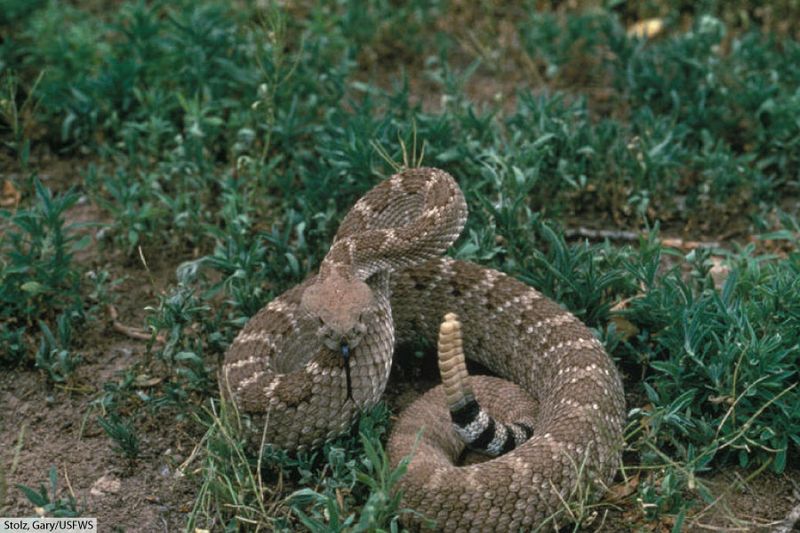 Western Diamondback Rattlesnake