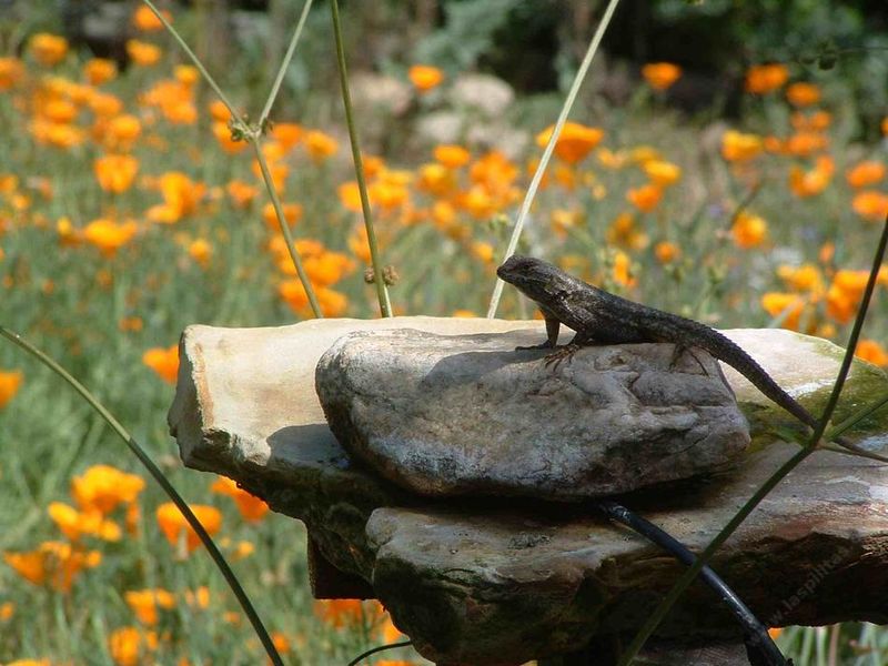 Western Fence Lizard