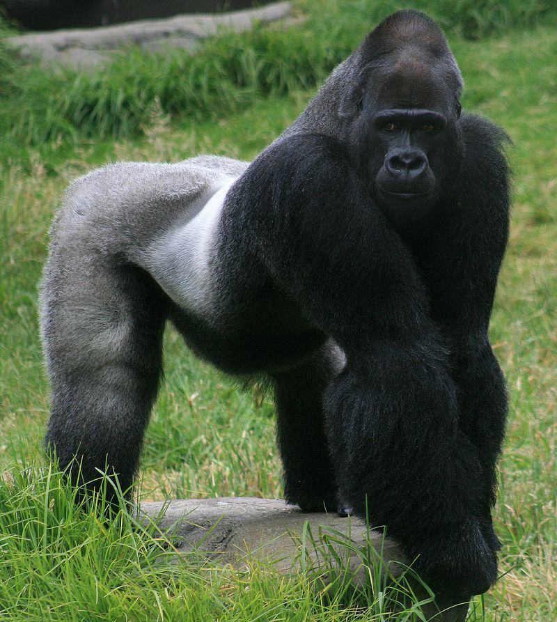 Western Gorilla