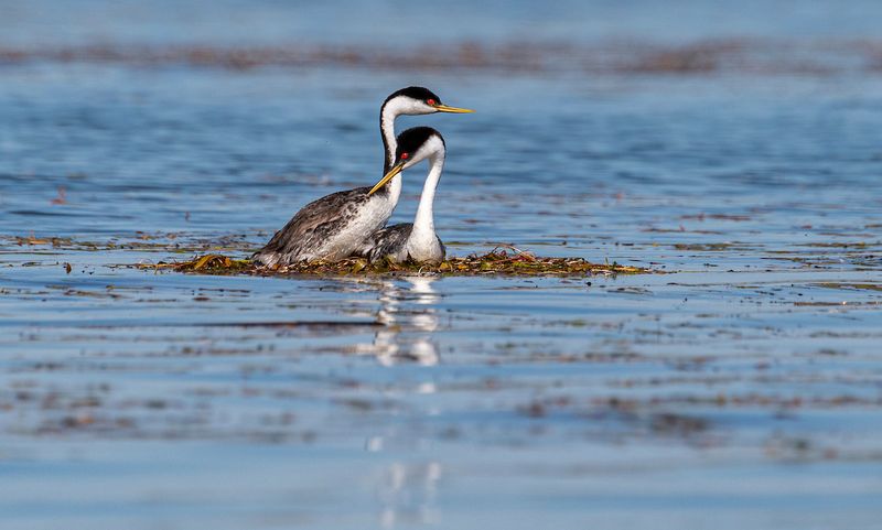 Western Grebe