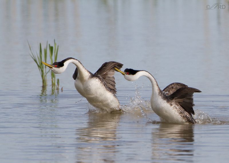 Western Grebe