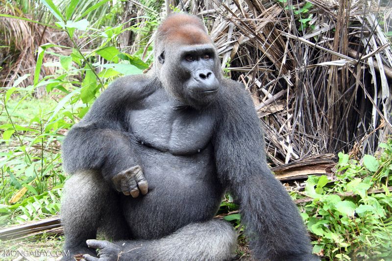 Western Lowland Gorilla