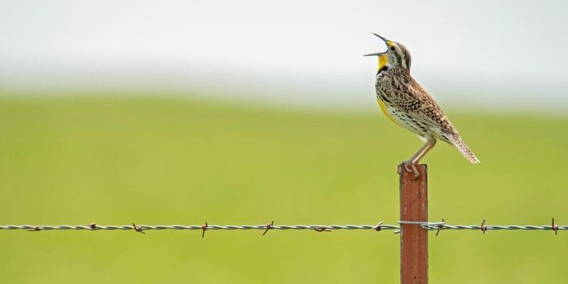 Western Meadowlark