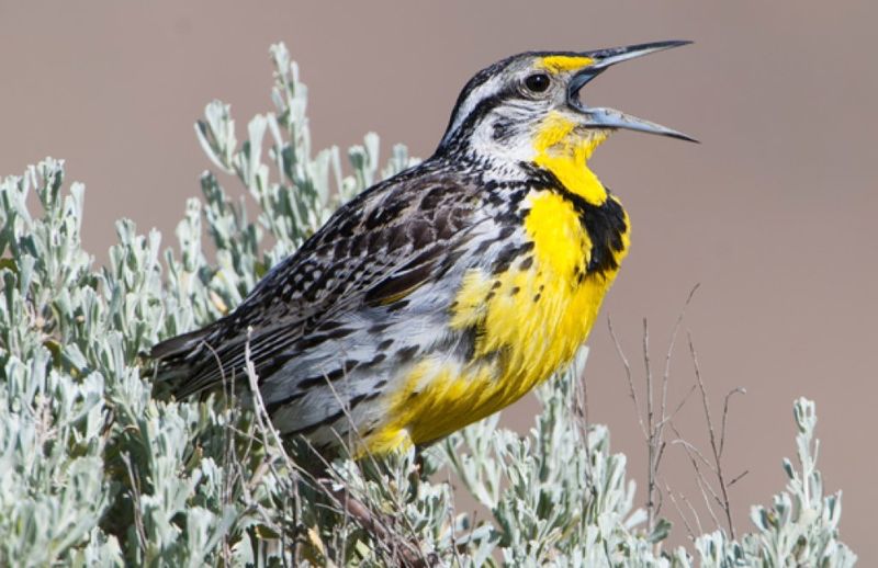 Western Meadowlark