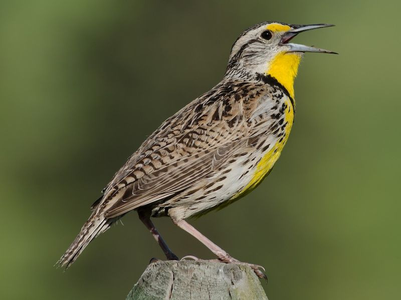Western Meadowlark