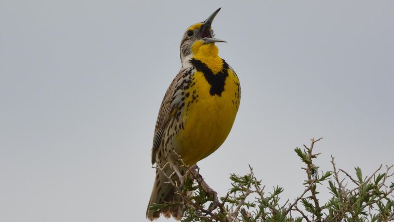 Western Meadowlarks