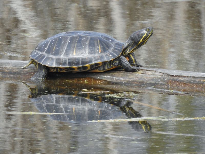 Western Pond Turtle