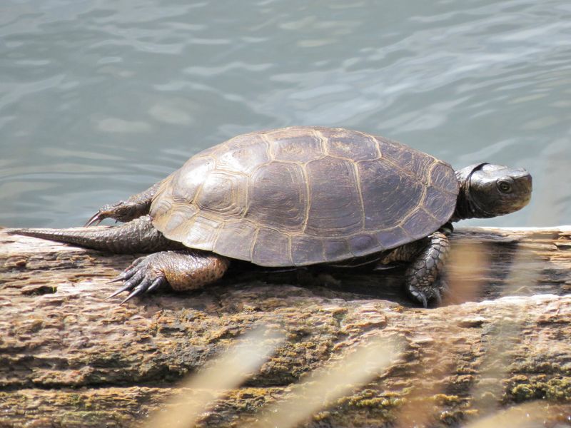 Western Pond Turtle