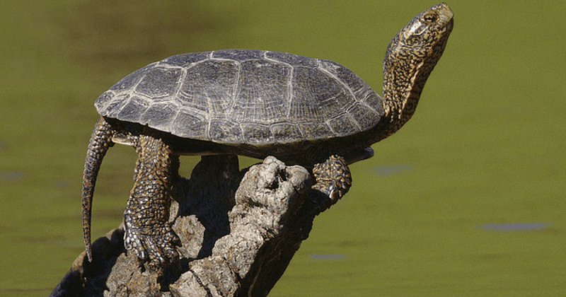 Western Pond Turtle