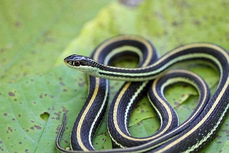 Western Ribbon Snake
